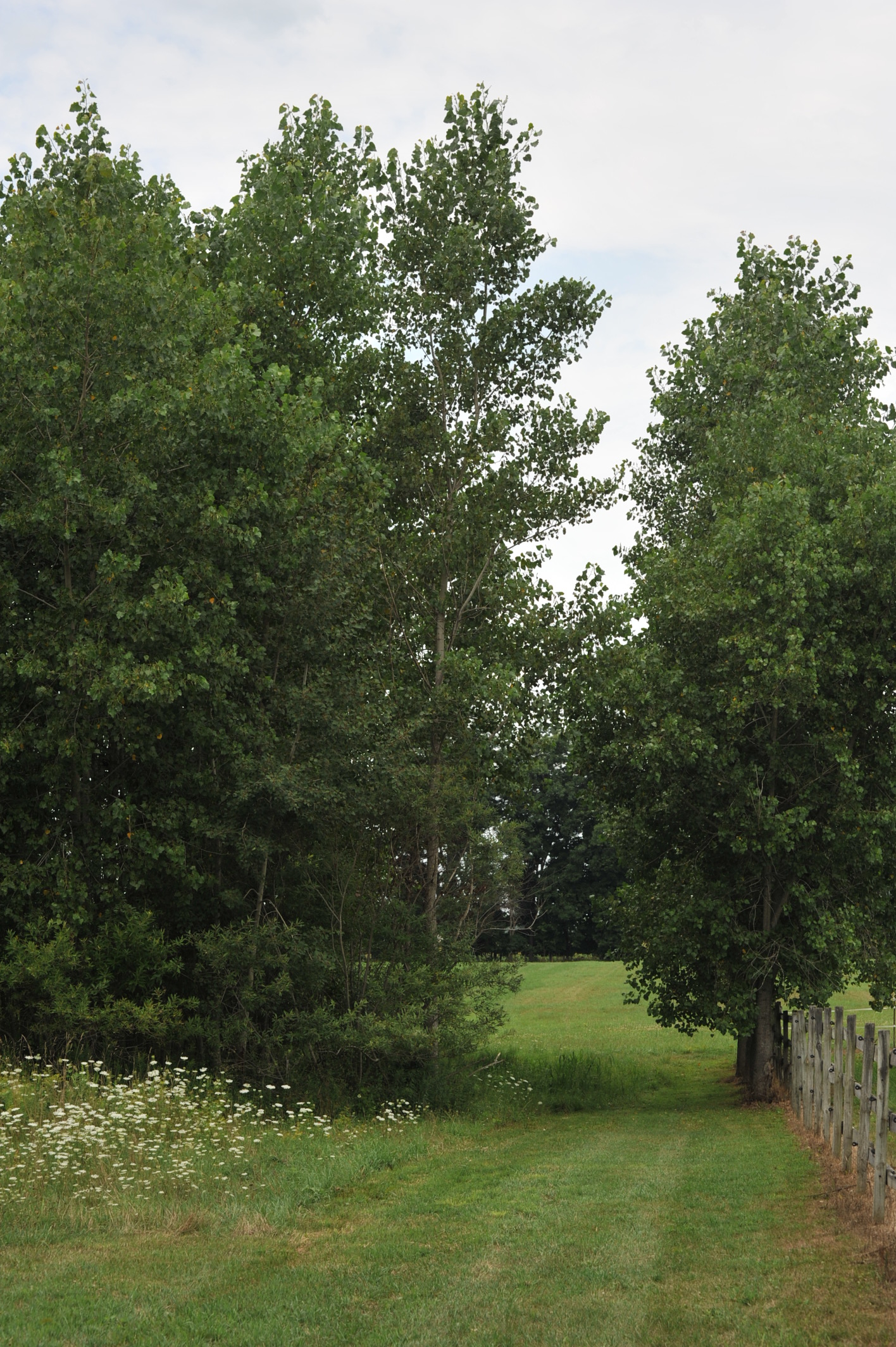 Trails